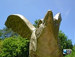 Madár