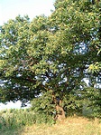 Gesztenyefa