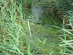 A patak