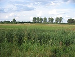 Láp