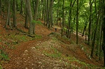 visszafelé