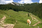 Mú tehénke
