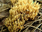 Korall gomba