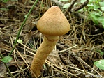 Vöröses nyálkásgomba (Chroogomphus rutilus)