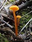 Cseresznyepiros nedűgomba (Hygrocybe coccinea)