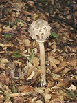 A szomszéd