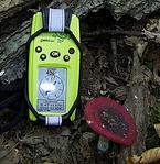 Feketésvörös galambgomba