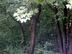 Mókus