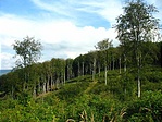 Bükkös