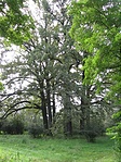 A fák