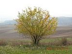 Sárgul a lomb