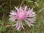 Réti imola (Centaurea jacea)