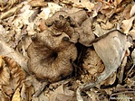 Sötét trombitagomba (Craterellus cornucopioides)