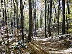 Erdőrészlet 2.