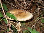 A láda örzője