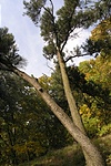 Diófenyő