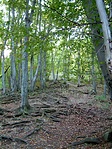 Gyökerek