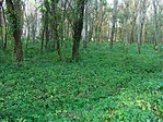 Csalánerdő a láda környékén.