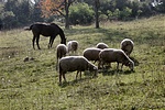 Lajos-forrás utolsó mohikánjai.