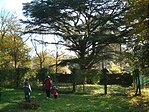 A cédrus