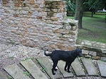 Kutya a templomban