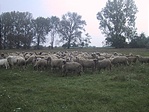 Birkanyáj