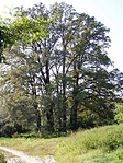 A fák köre