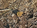 Lepke-pillangó.