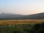 Mező