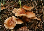 gombacsalád