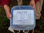 A láda