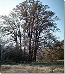 A tölgyek