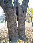 fa3