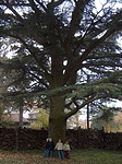 Cédrus 1.
