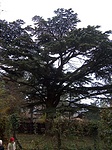 Cérdus 2.