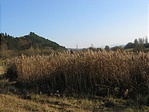 Nádas odafelé