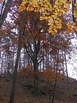 Őszi színek