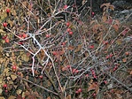 Csipkebogyó