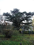 Csodás