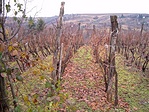 szőllő4