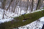 Átlagolás