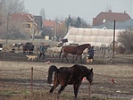 A kutyak elfoglaltak voltak