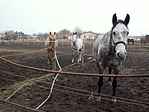 Erdeklodo paci
