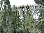 Cedrus Atlantica Glauca Pendula