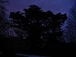 cedrus