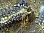 Puszta2