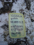 A láda