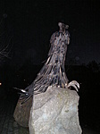 Madár