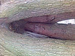A gyari fellepo