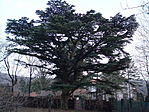 A cédrus